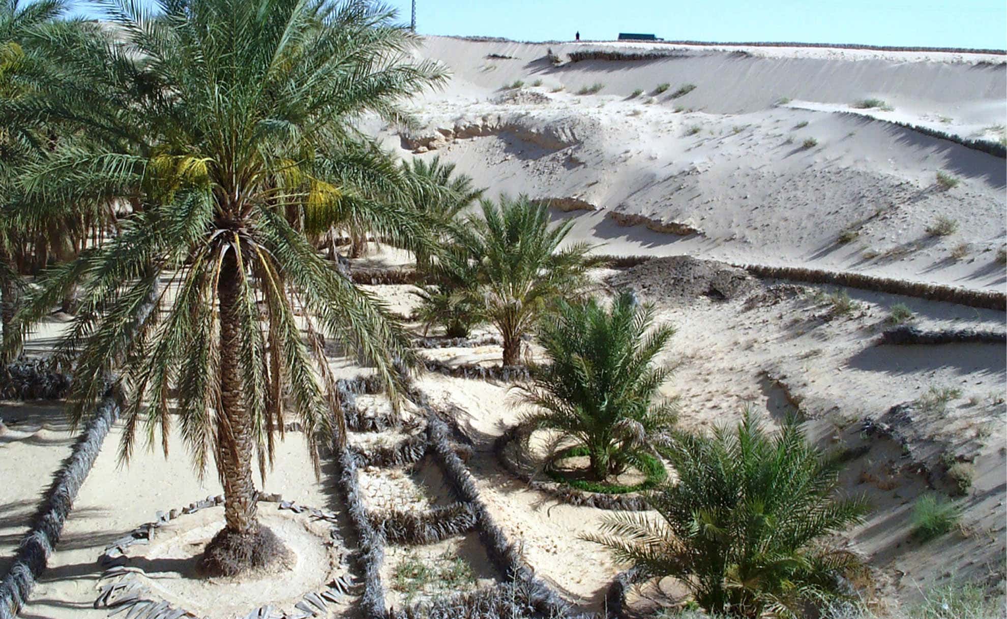 El Oued Oasis gallery 1